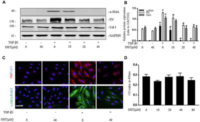 Osthole Ameliorates Renal Fibrosis in Mice by Suppressing Fibroblast Activation and Epithelial-Mesenchymal Transition